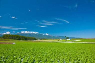 Dağın arka planına sahip tarım alanının güzel manzarası