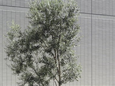 Şehrin modern binasının yakınında büyüyen yeşil ağaçlar. 