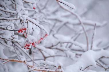 Karda kırmızı böğürtlenlere yakın çekim