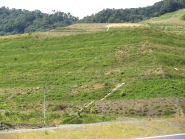 Yeşil çimenli yamaçlar ve ormandaki ağaçlar