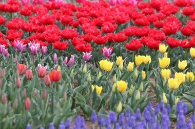 Lale tarlası. Güzel renkli laleler çiçekler