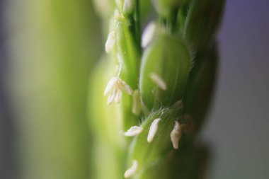 Taze yeşil çiçekli bitkilerin bulanık arkaplanda makro fotoğrafçılığı