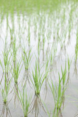 Su damlalı pirinç tarlaları