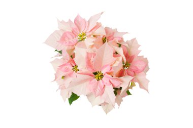 Bir buket güzel çiçek, yakın plan.