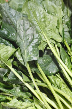 Taze ıspanağı bir damla suyla kapatın. 