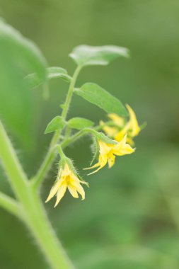 Güzel çiçekler, yakın görüş, doğa konsepti.