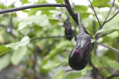 Bahçede büyüyen patlıcan, yakın plan. 