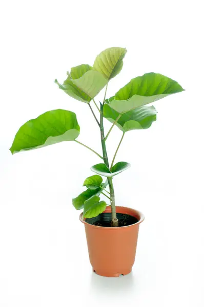 Маленька Зелена Рослина Горщику Ізольована Білому Тлі — стокове фото