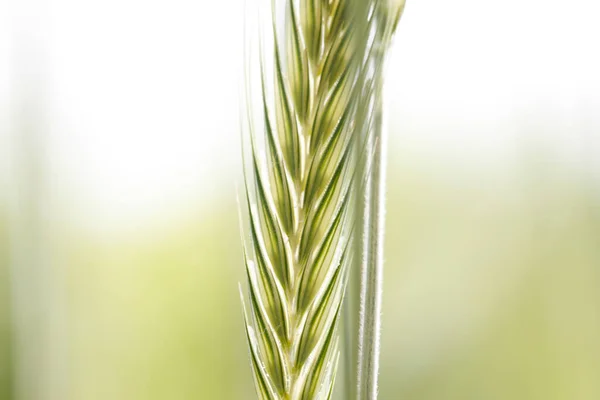 Trigo Verde Com Fundo Embaçado Close — Fotografia de Stock