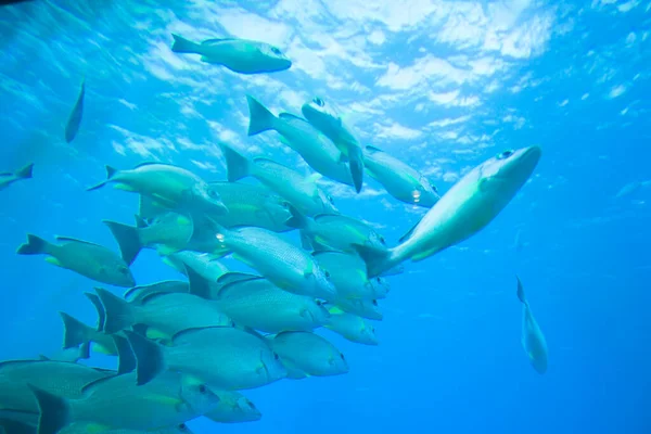 Fish Underwater Ocean — Stock Photo, Image