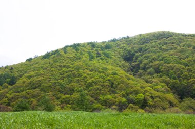 Yeşil orman dağlarında 