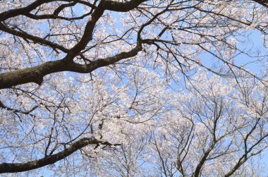 Bahar çiçeğinin güzel manzarası