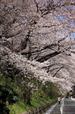 Japonya 'da kiraz çiçeğinin sokak manzarası