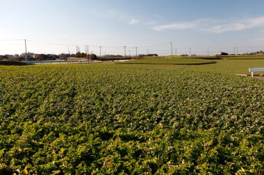 Kırsal alan boyunca yol