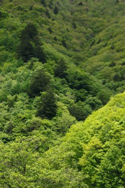 Dağlardaki ormandaki yeşil ağaçların güzel manzarası      