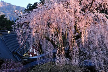 Kyoto, Japonya 'da ilkbaharda kiraz çiçekleri açar.