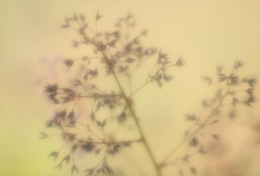 Çiçekler ve bitkilerle soyut arkaplan