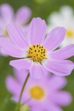 Bahçedeki güzel kozmos çiçekleri