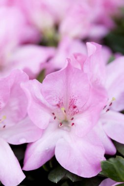 Bahçede pembe açelya çiçeği