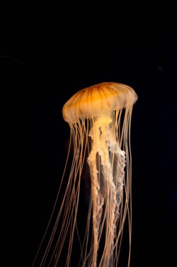 Akvaryumdaki denizanasının su altı manzarası çok güzel.         
