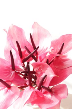 Beyaz arkaplanda pembe çiçekler