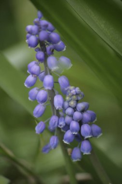 Bahçedeki güzel çiçekler