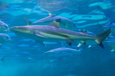 Akvaryumda mavi suyun altında yüzen köpekbalığı.