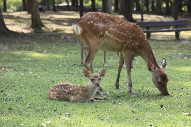 Japonya 'daki sevimli geyik, Nara Parkı