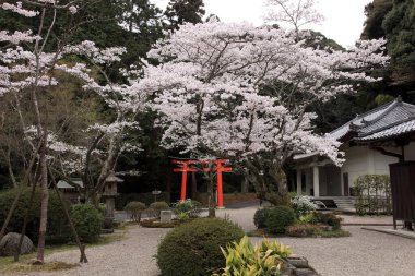 Japonya 'da güzel kiraz çiçekleri