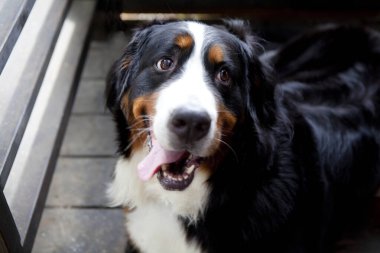 Dışarıdaki sevimli köpeğin yakın plan fotoğrafı.   