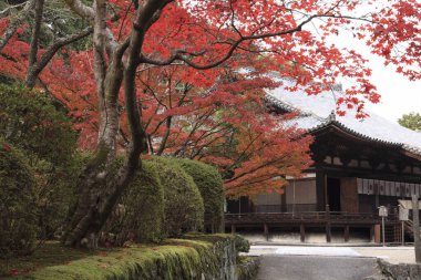 Japon geleneksel bahçesi Sonbaharda parlak yapraklarla                  
