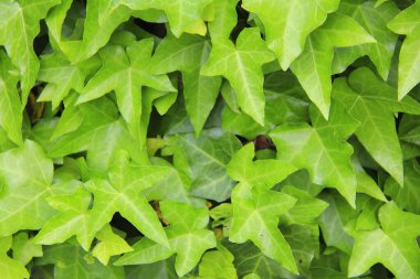 Yeşil yaprak dokusu arka plan. Doğa şekli.