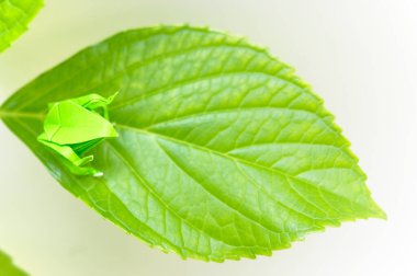 Yeşil yapraklı origami kurbağası