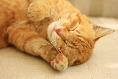 Kızıl kedi kanepede uyuyor ve dinleniyor.