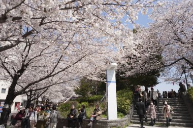 Japonya 'da kiraz çiçeği zamanı