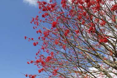 Ağaçlarda güzel kırmızı çiçekler