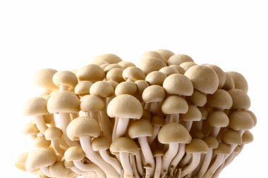 Beyaz arkaplanda shimoji mantarları