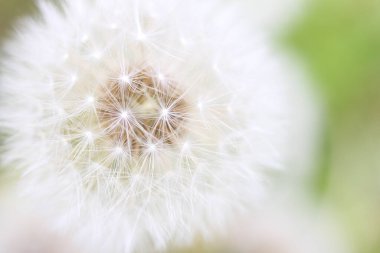 Beyaz yeşil çimenlerin üzerinde karahindiba 