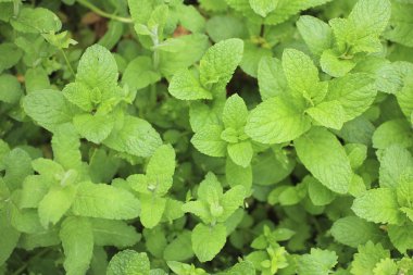 Bahçede yerde taze nane