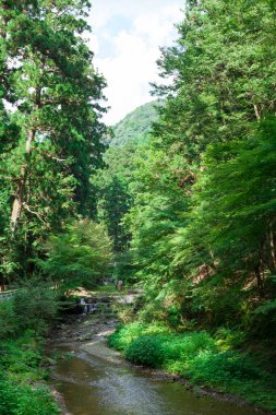 Orman nehrinin güzel doğası