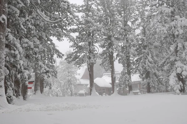 Vinterlandskap Med Vacker Snö Täckta Träd — Stockfoto