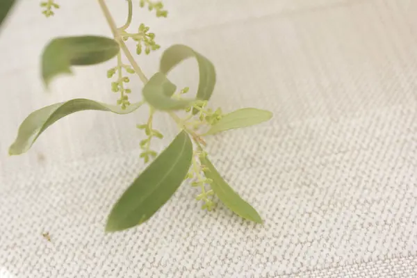 Zbliżenie Gałęzi Roślin Doniczkowych Zielonymi Liśćmi Małymi Kwiatami — Zdjęcie stockowe