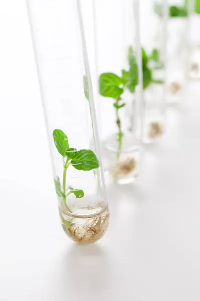 Cam Tüpler Içinde Büyüyen Bitkiler Biyoteknoloji Deposu Için Laboratuvar Camları — Stok fotoğraf