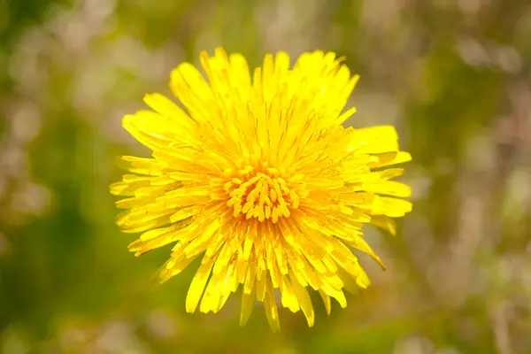 Yakın Tarladaki Karahindiba Çiçeği Manzarası — Stok fotoğraf