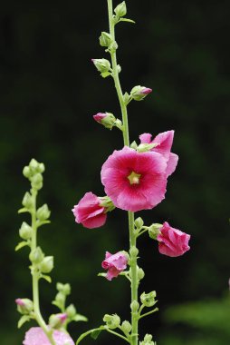 Bahçedeki güzel pembe çiçekler.