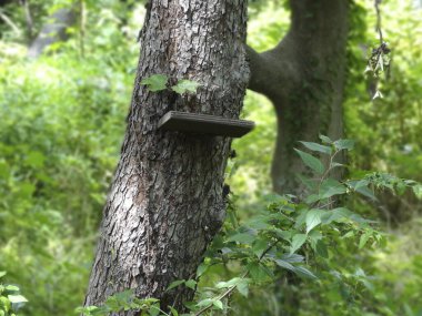 Ormanda yeşil yapraklı ağaç gövdesi