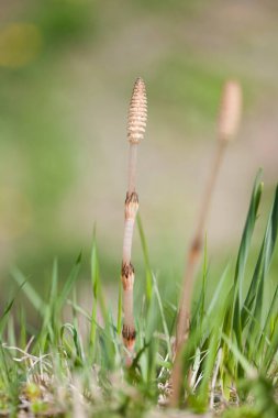 Çimlerin üzerinde büyüyen bir mantar.