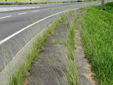 Kırsalda otlarla dolu bir yol. 