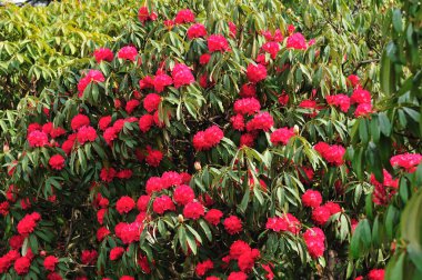 kırmızı rhododendron çiçekleri, yaklaşın.