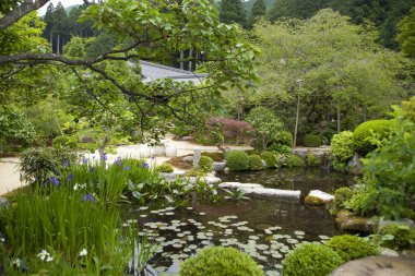 Güzel Japon bahçesi, göleti ve bitkileri